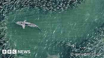 Drones are showing us sharks like never before