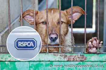 RSPCA responds to animal cruelty reports across Watford
