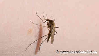 Mücken nachts im Zimmer finden – so klappt’s