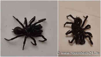 Rätselhafte Spinne in Vogtareuth gesichtet: Wer kann das Tier identifizieren?