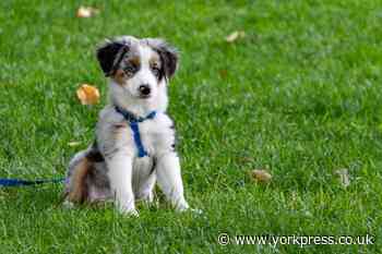 Dog owners should not use 'okay' when training pet
