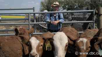 For as long as there have been cattle, people have been stealing them. But the problem is getting worse