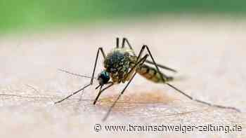 Mücken und Zecken: Ex-RKI-Chef hat klare Forderung an Ärzte