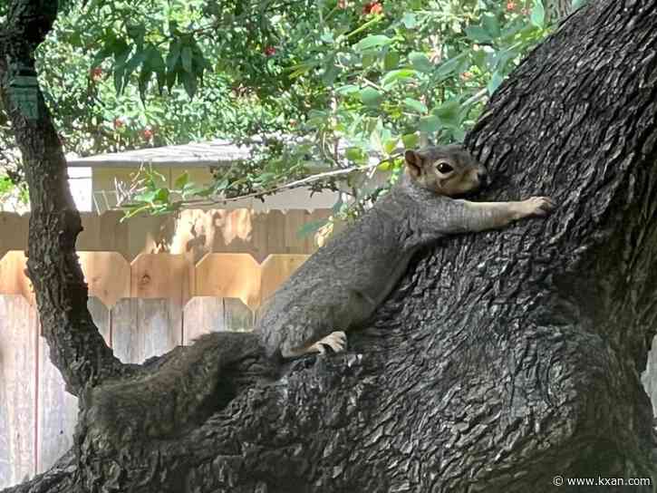 PHOTOS: 'Splooting' squirrel sightings on the rise in Austin, Central Texas as temperatures soar