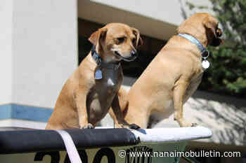 Bathtub teams parade through Nanaimo leading up to the great race