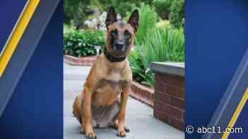 Cary K9 officer hit, injured during police chase