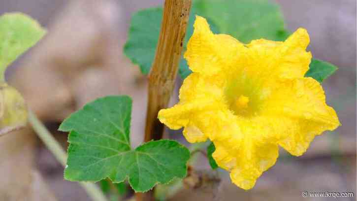 No fruit on your healthy plants? This could be why