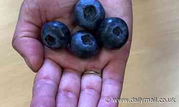The superblueberry! Scientists busy creating new fruit that'll thrive even in a Scottish climate - and it'll be the size of a STRAWBERRY