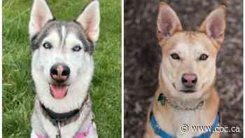 More people are surrendering their pets — and local animal shelters are pleading for help