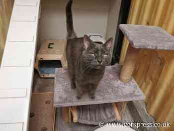 'Hello, I'm Tom. Could you give me a home?'