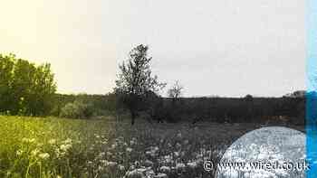 Wild Donkeys Are on the Vanguard of Ukraine’s Ecological Recovery