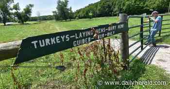 Green acres: How an insurance man taught himself to be a suburban farmer and store owner