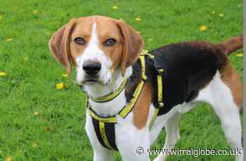 Wirral Globe dog of week: Bundle of fun Reg seeks new home