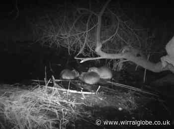 WATCH: Trio of beaver babies born at Cheshire nature reserve
