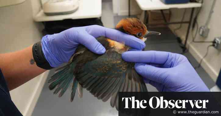 Scientists battle to save Guam kingfisher after snakes introduced