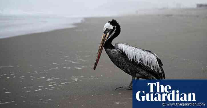 Avian flu may have killed millions of birds globally as outbreak ravages South America