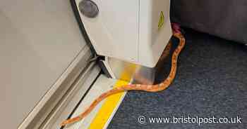Snake on a train! Passengers flee as slithering reptile spotted