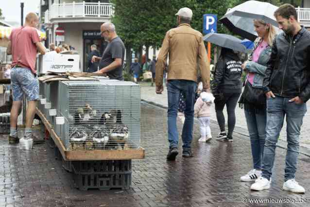 Standhouders op Molse dierenmarkt bang voor toekomstig verbod: “140 jaar folklore én inkomens gaan verloren”
