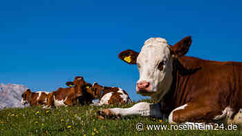 Seltsame Kuh-Attacken in Südtirol: Wie Sie sich bei Kühen in den Bergen verhalten sollten – und wie nicht