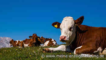 Seltsame Kuh-Attacken in Südtirol: Wie Sie sich bei Kühen in den Bergen verhalten sollten – und wie nicht