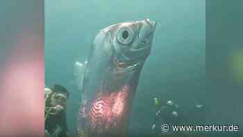 Seltener Fund: Forscher filmen zum allerersten Mal meterlangen Riesenfisch