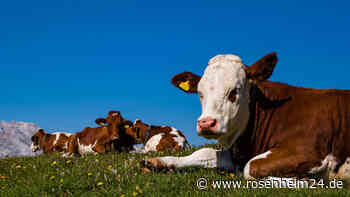 Seltsame Kuh-Attacken in Südtirol: Wie Sie sich bei Kühen in den Bergen verhalten sollten – und wie nicht