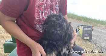 Kulmbach: Acht kleine Hunde ausgesetzt - Fünf noch flüchtig - wer kann Hinweise geben?