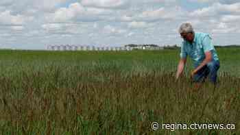 'Not as dramatic': Saskatchewan farmers draining water demonstrate benefits