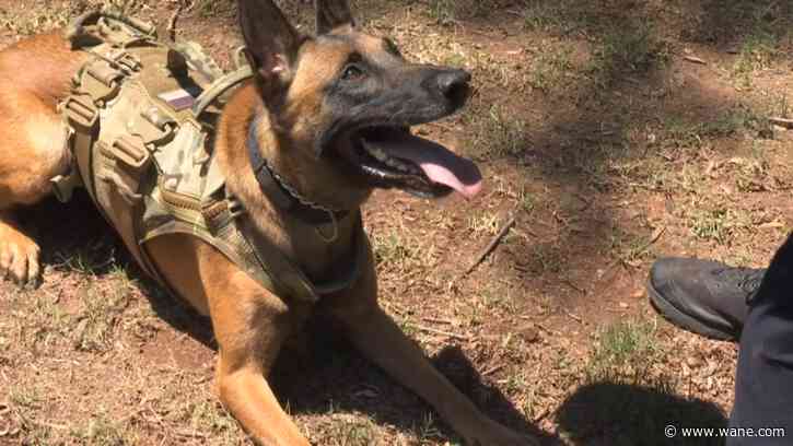 Man allegedly stole truck at gunpoint, hit police K-9 during chase, North Carolina officers say