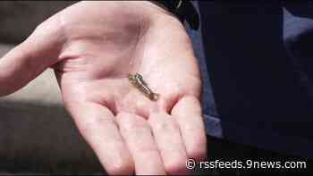 Invasive crawfish imports have pros and cons, CPW says