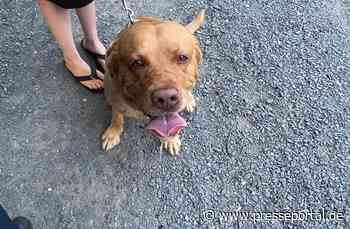 POL-PIKIR: Entlaufener Hund in Staudernheim