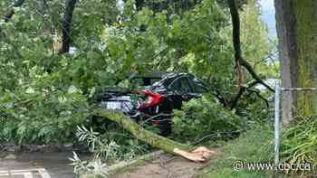 Tree falls on car in Etobicoke park during severe weather but man inside escapes without injury