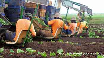 Pacific workers in Tasmania, Queensland in limbo as large employer quits PALM scheme