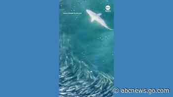 WATCH:  Shark hunts school of fish off Long Island