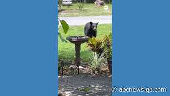 WATCH:  'Bye bear!' Florida woman scares off nosy bear