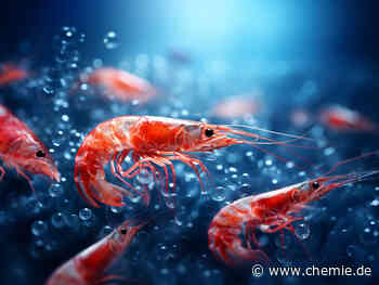 Chemiker recyceln Krabbenabfälle als Katalysator für die Wasserstofferzeugung