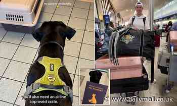 Pet expert shares top travel tips for taking your four-legged friend on a flight