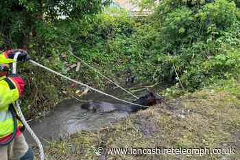 Horse saved from mud in Morecambe after heavy rain