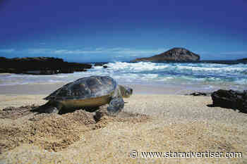 Agencies seek to designate areas as critical habitat for green sea turtles