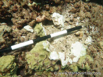 Fine urged for damage caused by yacht off Maui