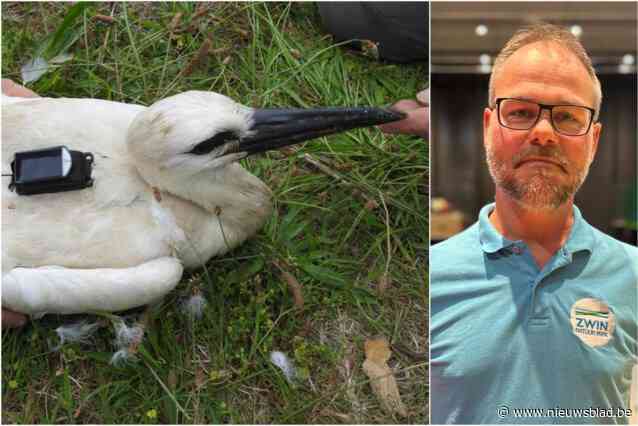 Zwin presenteert resultaten van vijf jaar zenderproject bij ooievaars: “Verrassend dat meer vogels Sahara oversteken”