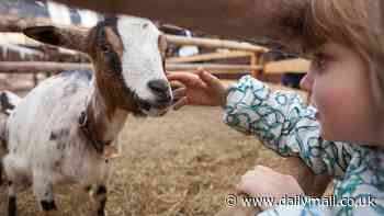 Bacterial infection spread by GOATS kills one child and infects 14 others at Tennessee petting zoo