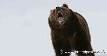 Women found dead after 'encountering bear' in national park