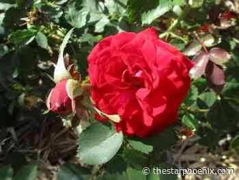 How to care for hardy roses