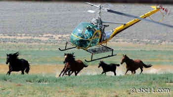 Animal advocates call for changes to wild horse wrangling following deaths during roundup in Nevada