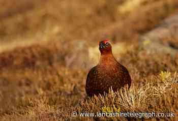 Grouse shooting to end on United Utilities' Lancashire moors