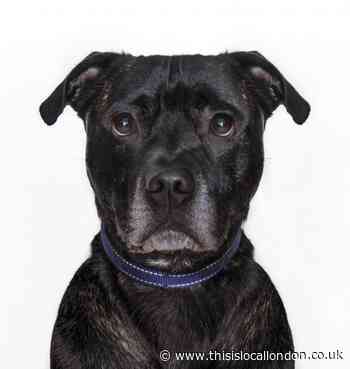 Adorable Hampstead exhibition shines a light on animals in need