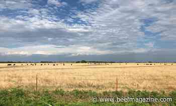 USDA raises cattle price projections