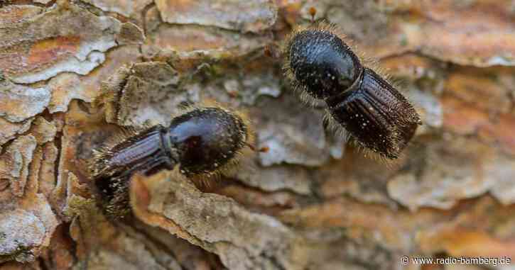 Kampf gegen Borkenkäfer: Nationalpark setzt Hubschrauber ein