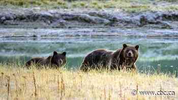 Woman dead after grizzly bear encounter near Yellowstone National Park